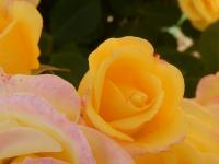 Yellow Rose Pink Edge