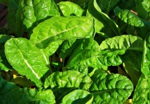 Young Spinach