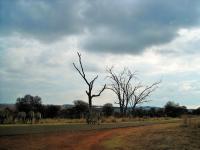 Zebra And Dead Trees