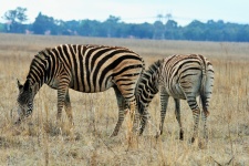Zebra And Foal