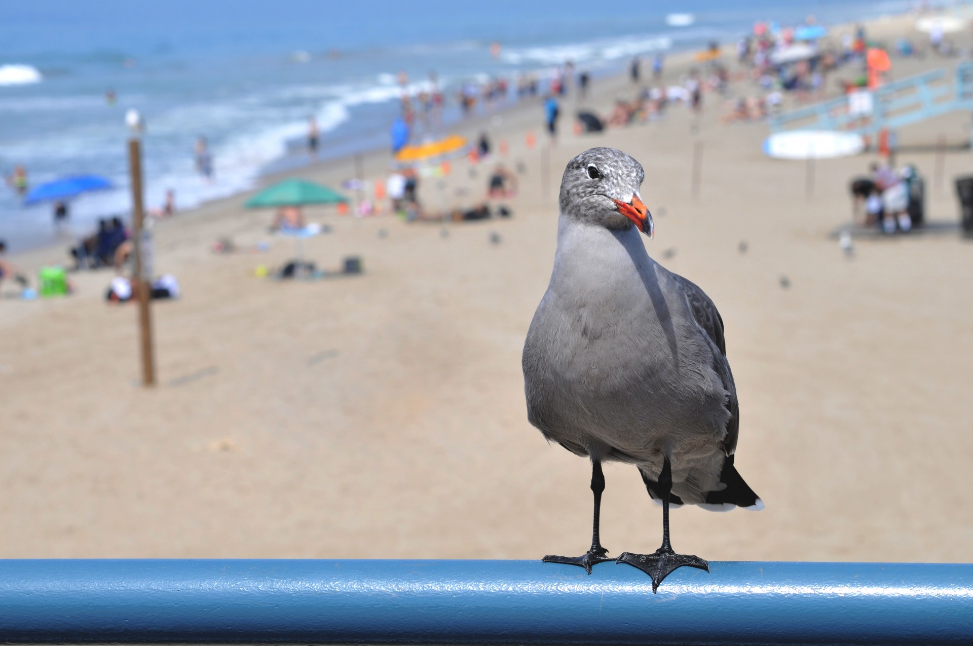 Baby Gull At The Beach