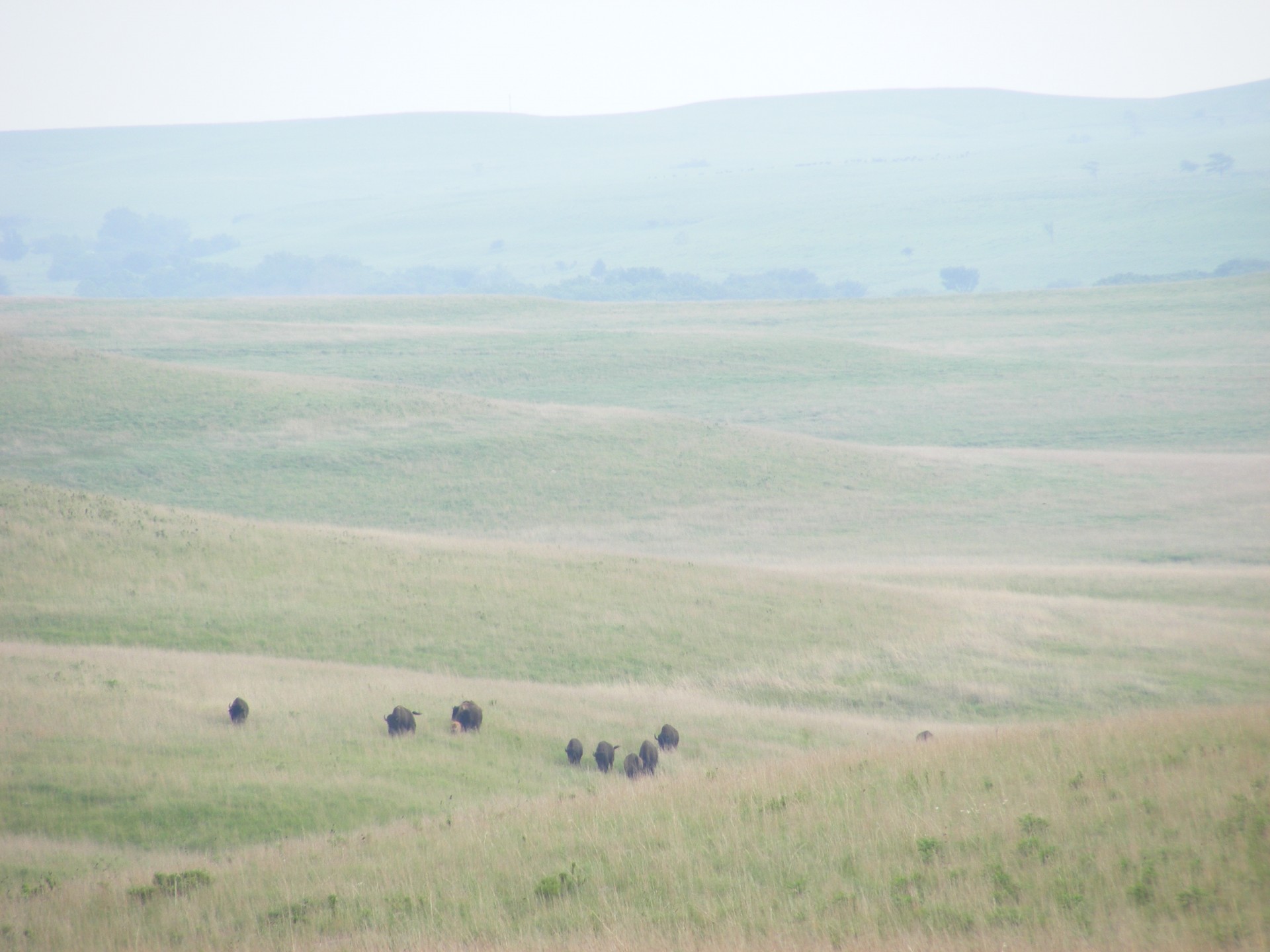 Bison On The Prairie