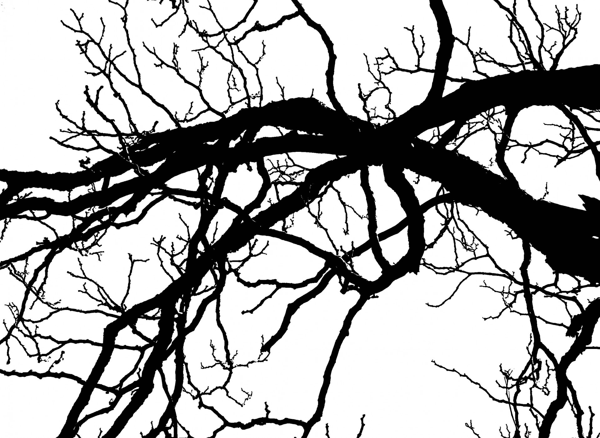 Black Branches On White Free Stock Photo - Public Domain Pictures