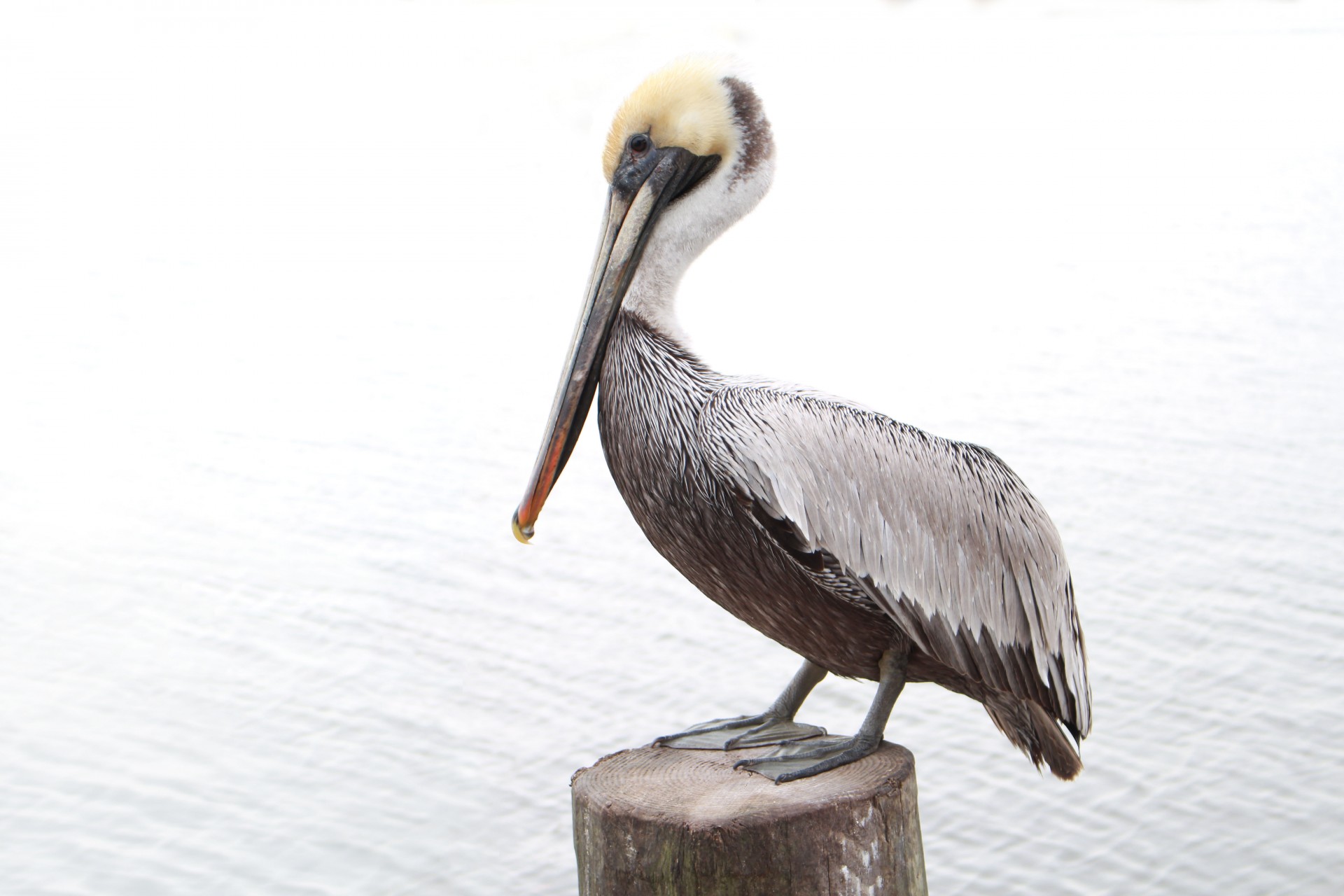 Brown Pelican on post in southwest Louisiana