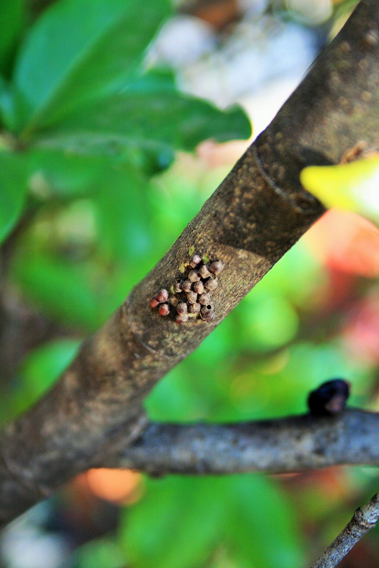 Bug Eggs On Branch