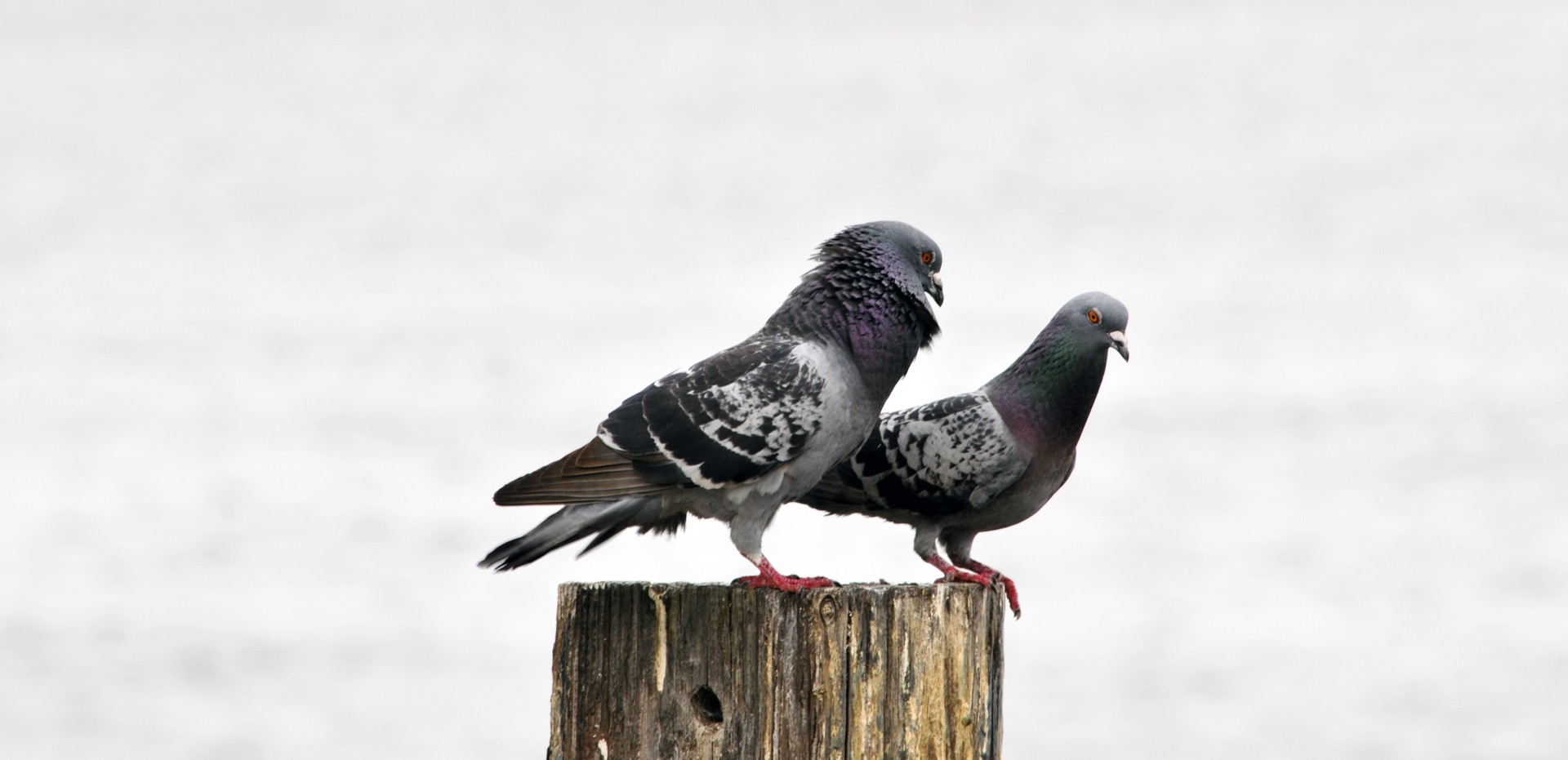 Courting Pigeons On Pier Piling