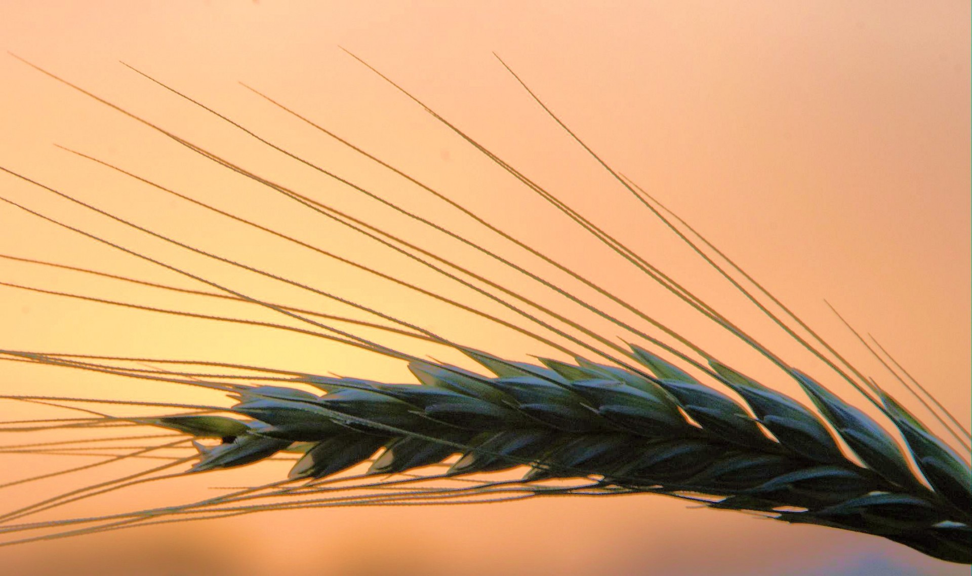 Close-up of ear of wheat at sunset