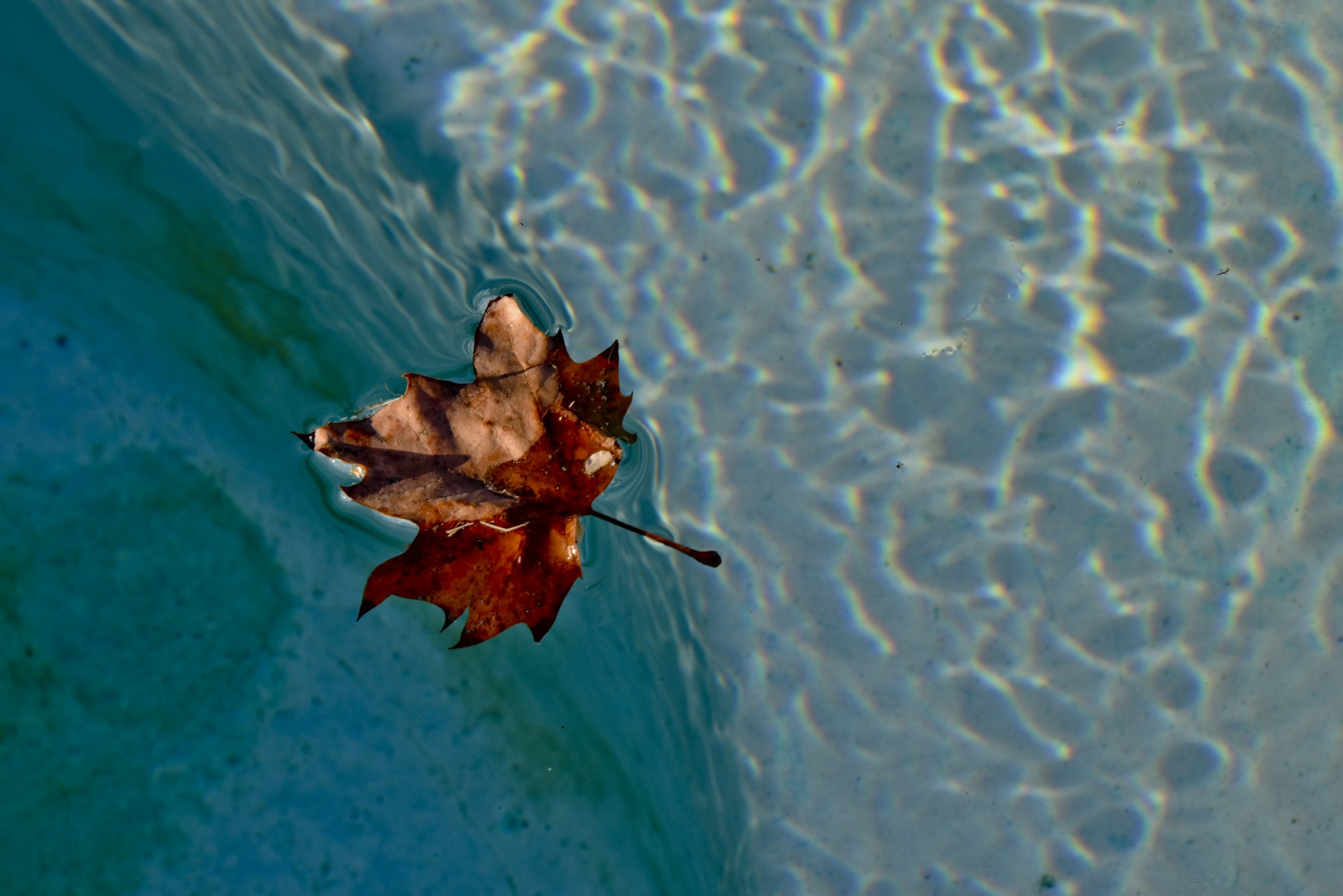 A leaf floats on the water of a jacuzzi