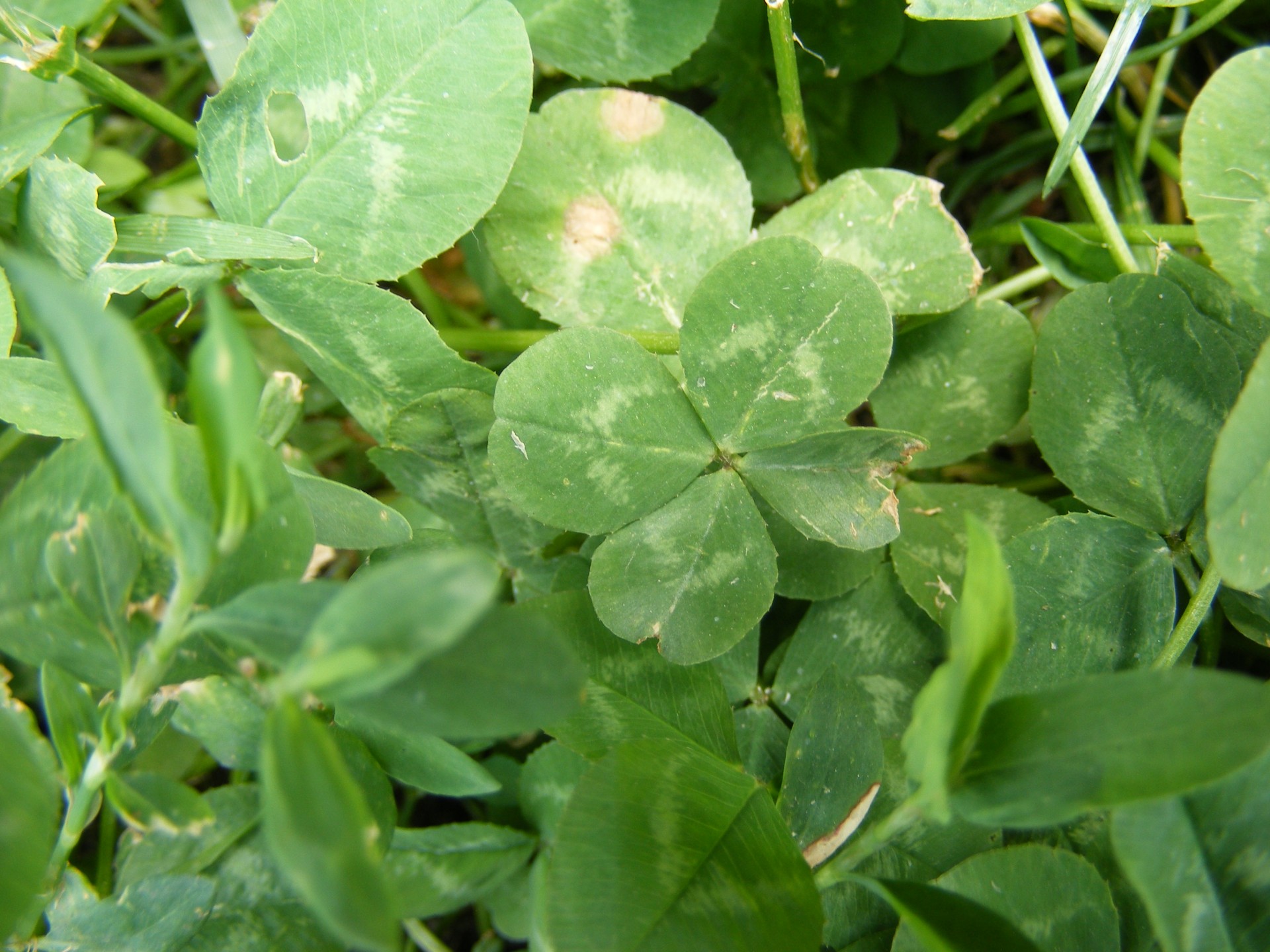 Photo of a four-leaf clover