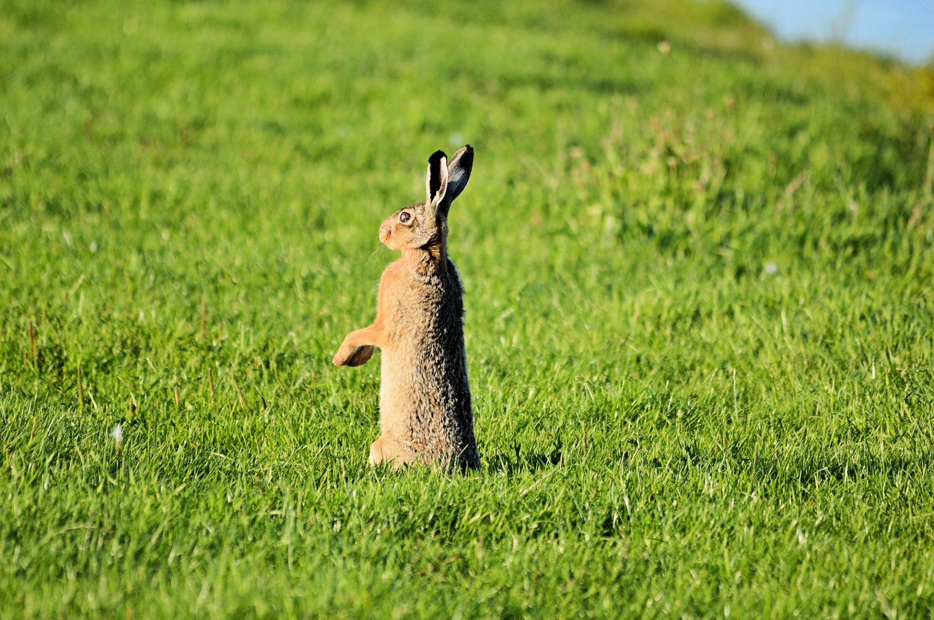 hare sits upright in a pasture