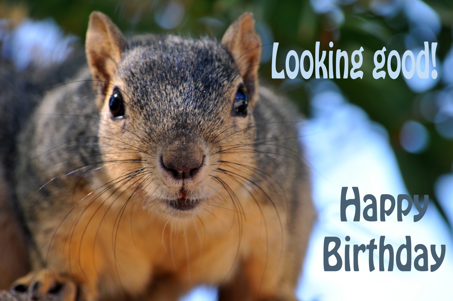 close-up of a curious squirrel with wording &quot;Looking Good - Happy Birthday&quot;