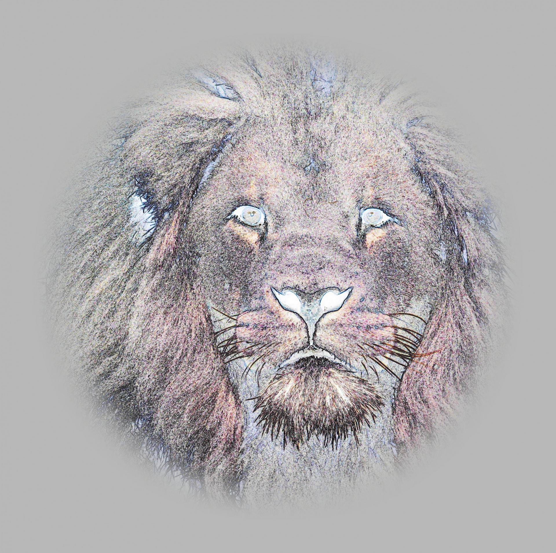 lion-free-stock-photo-public-domain-pictures