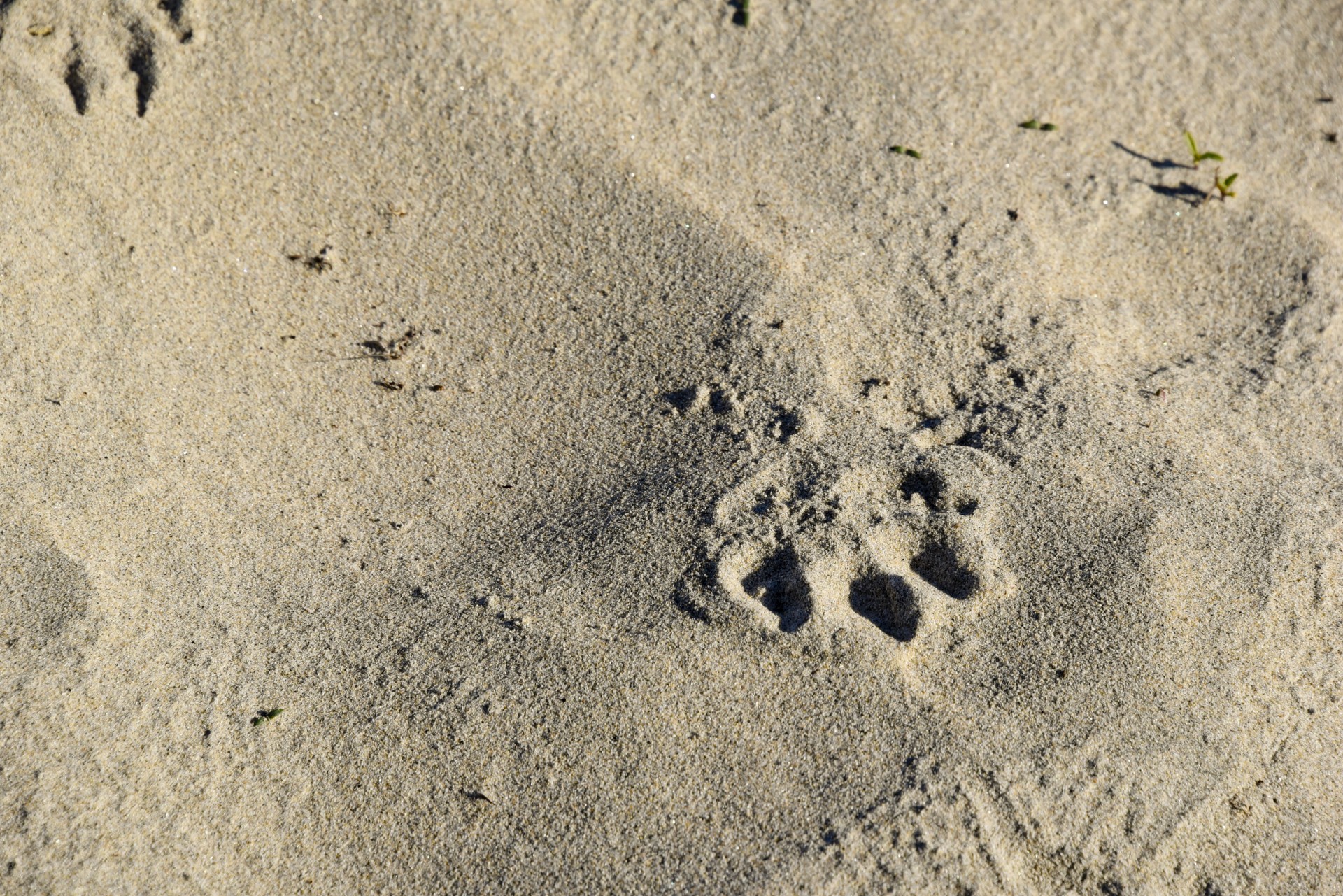 Paw Print In Sand