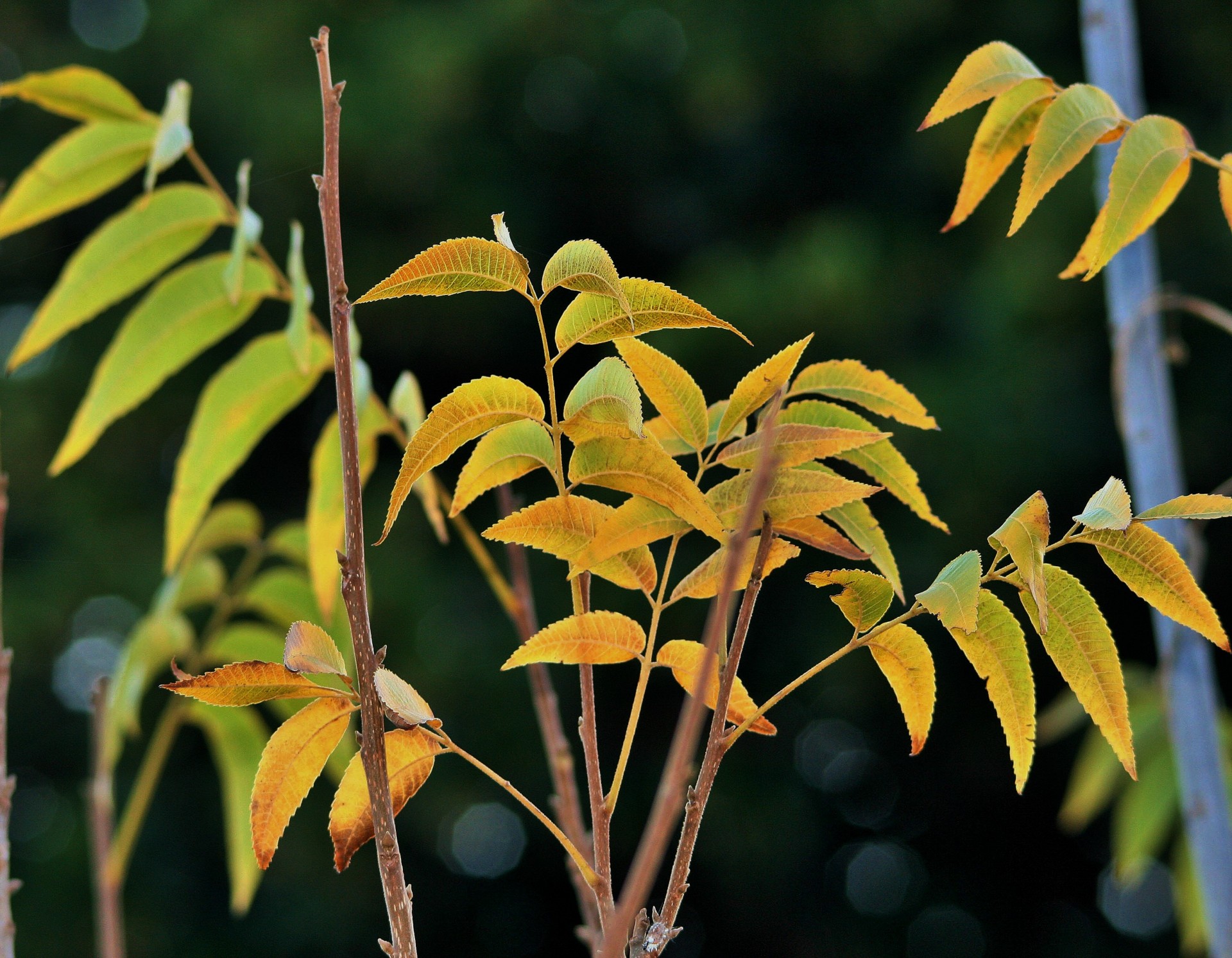 Pecan Nut Tree Leaves