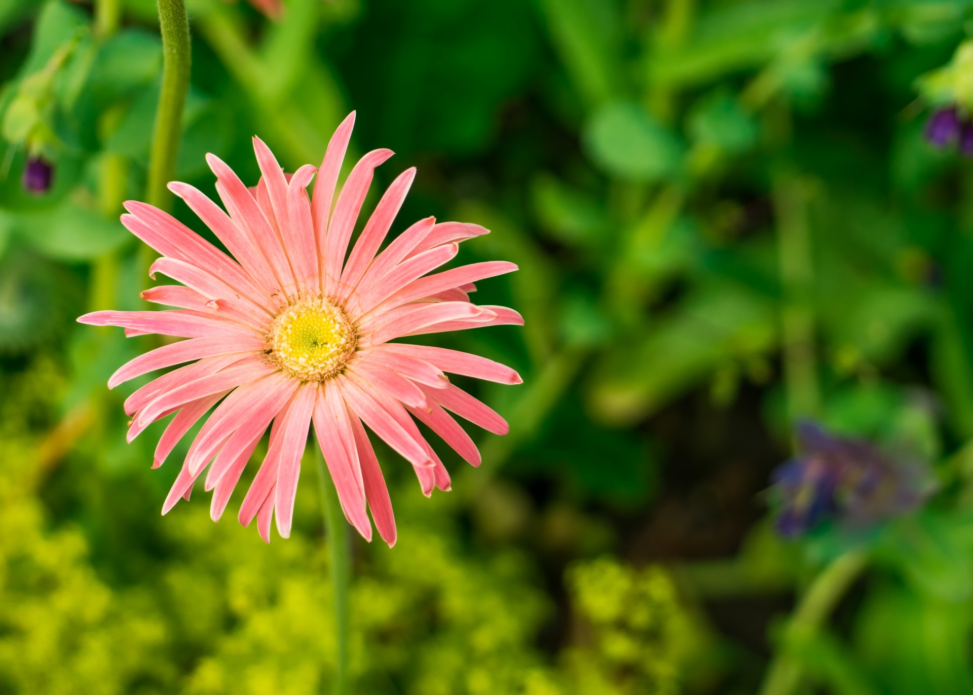 Pink Daisy Type Flower