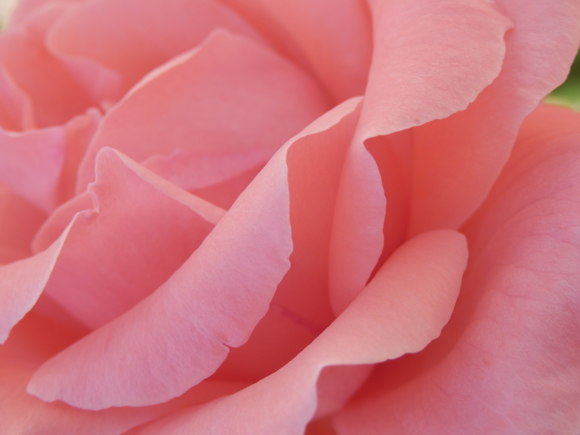 pink rose with petals in close up view
