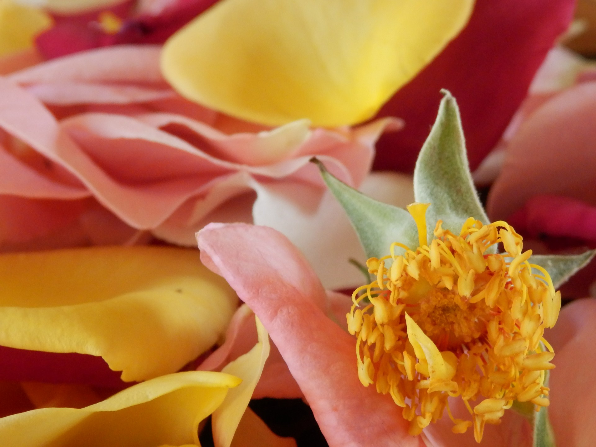 pink, yellow, red and white rose petals with flower stamen