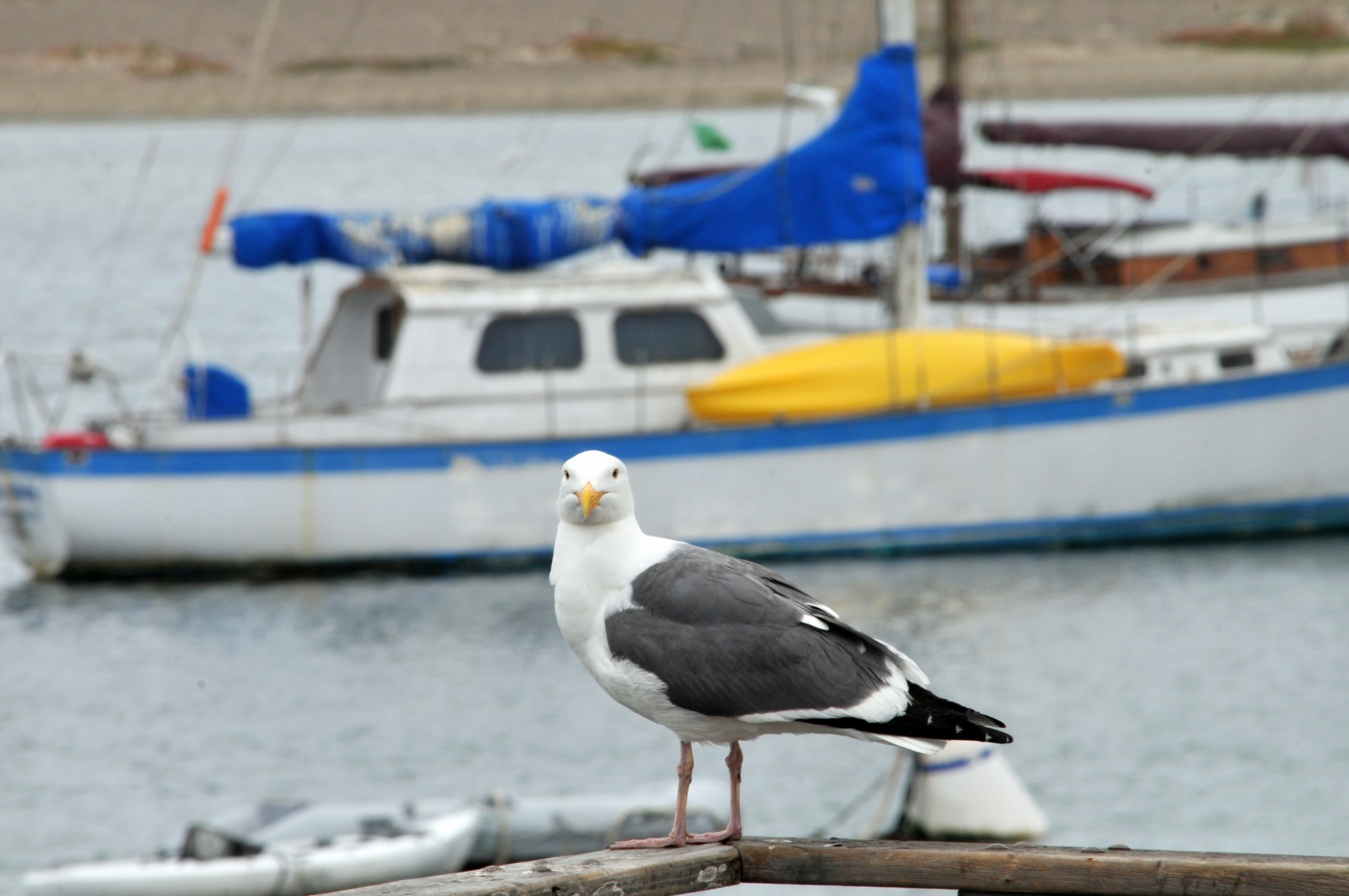 Seagull At The Harbor #1