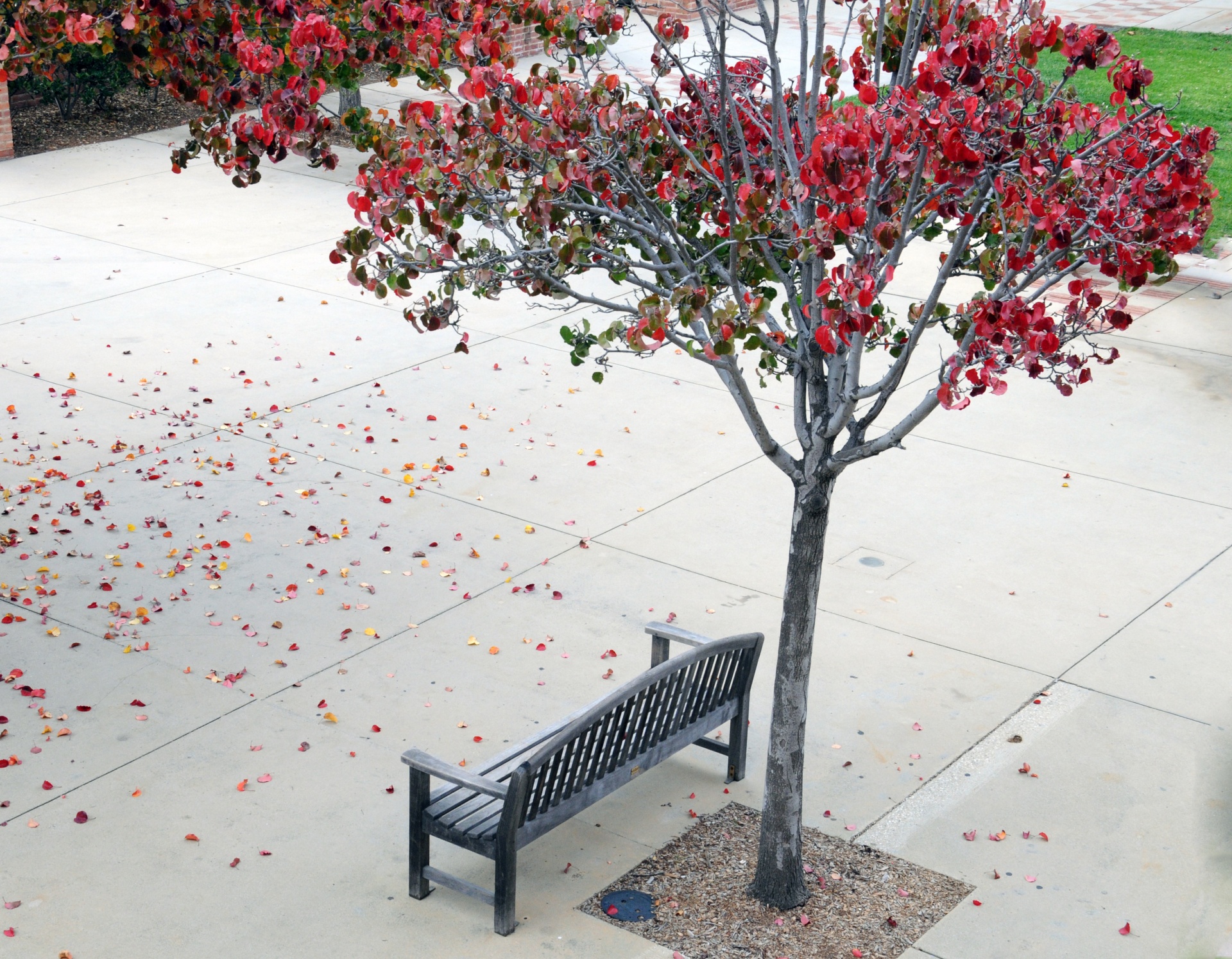Seat Under The Autumn Tree