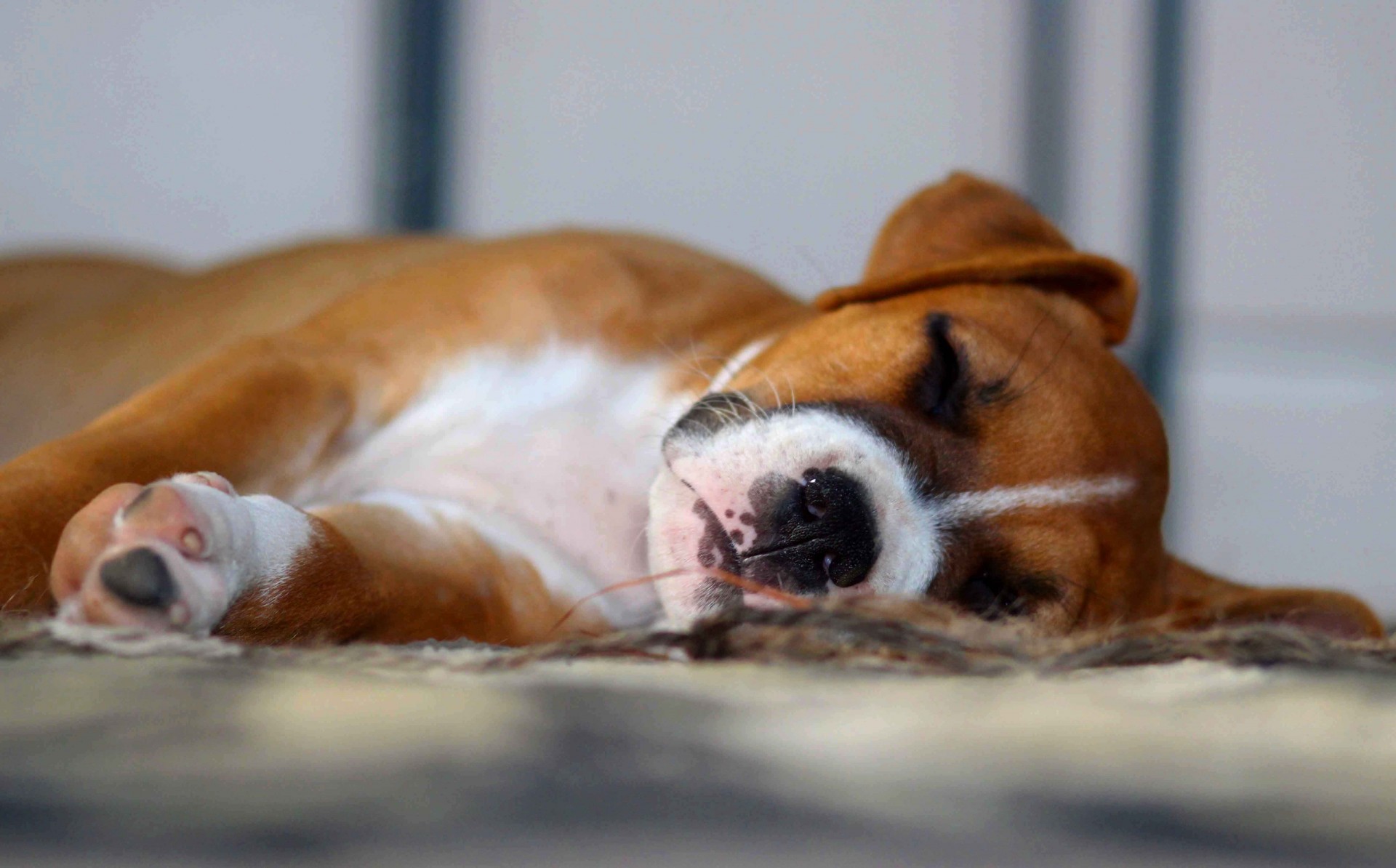 Boxer Puppy Sleeping