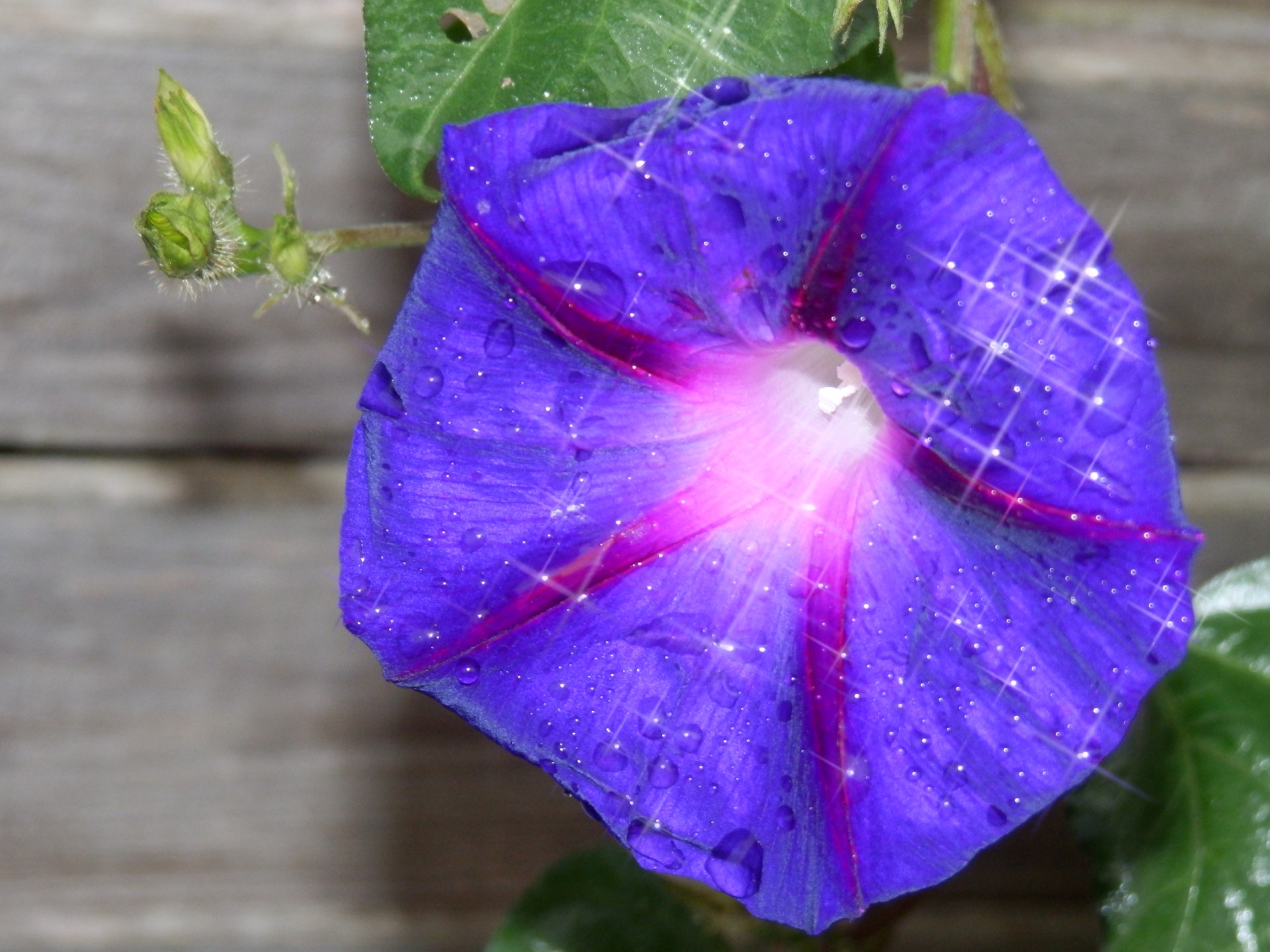 sparkling wet morning glory against fence