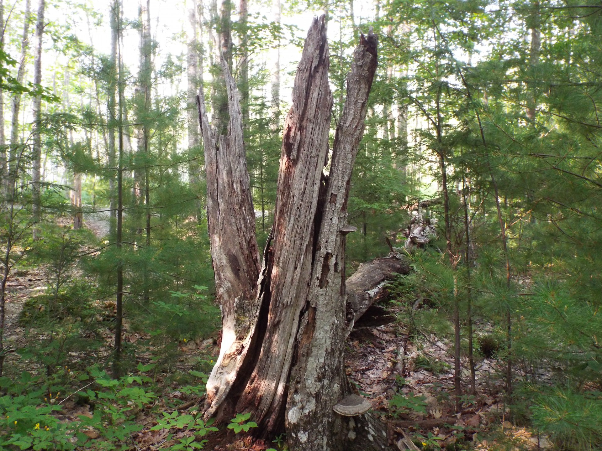 photo of a tree stump