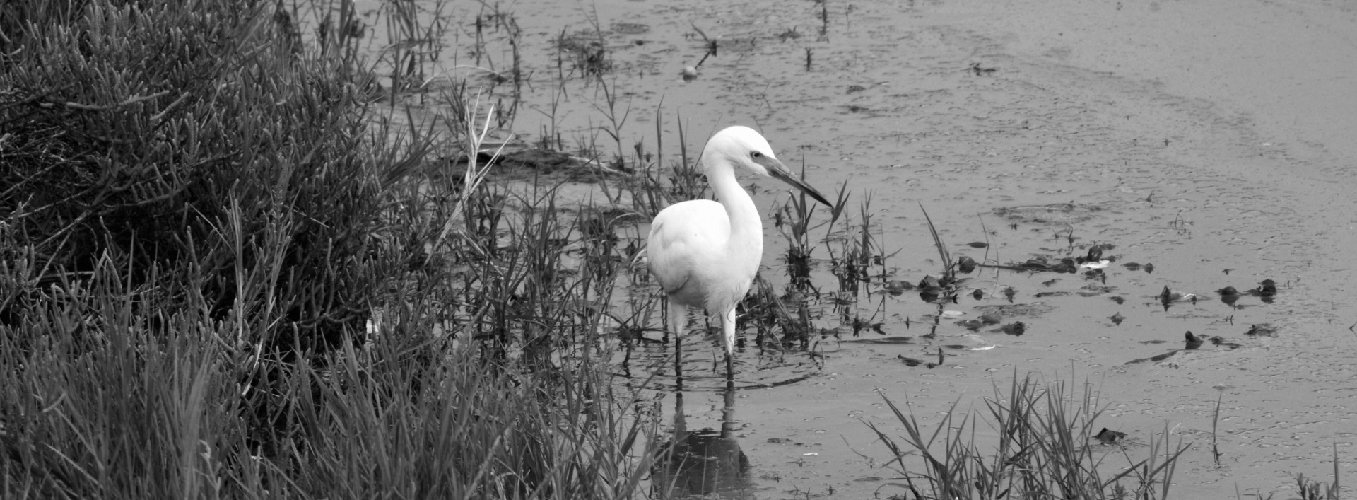 White Egret In The Marsh #2