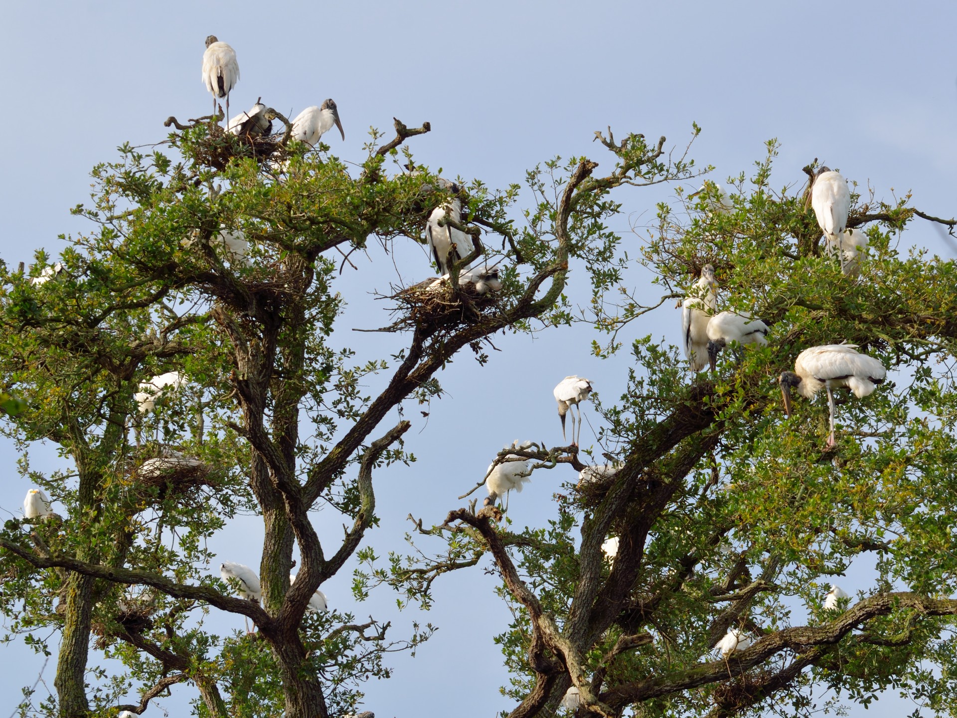 Wood Storks in the wild nesting