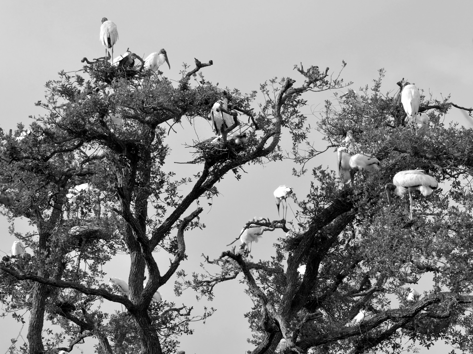 Wood Storks in the wild nesting black and white image