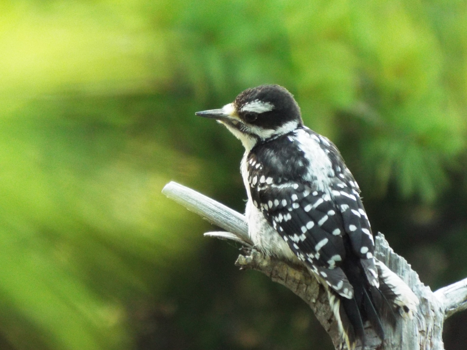photo of a woodpecker