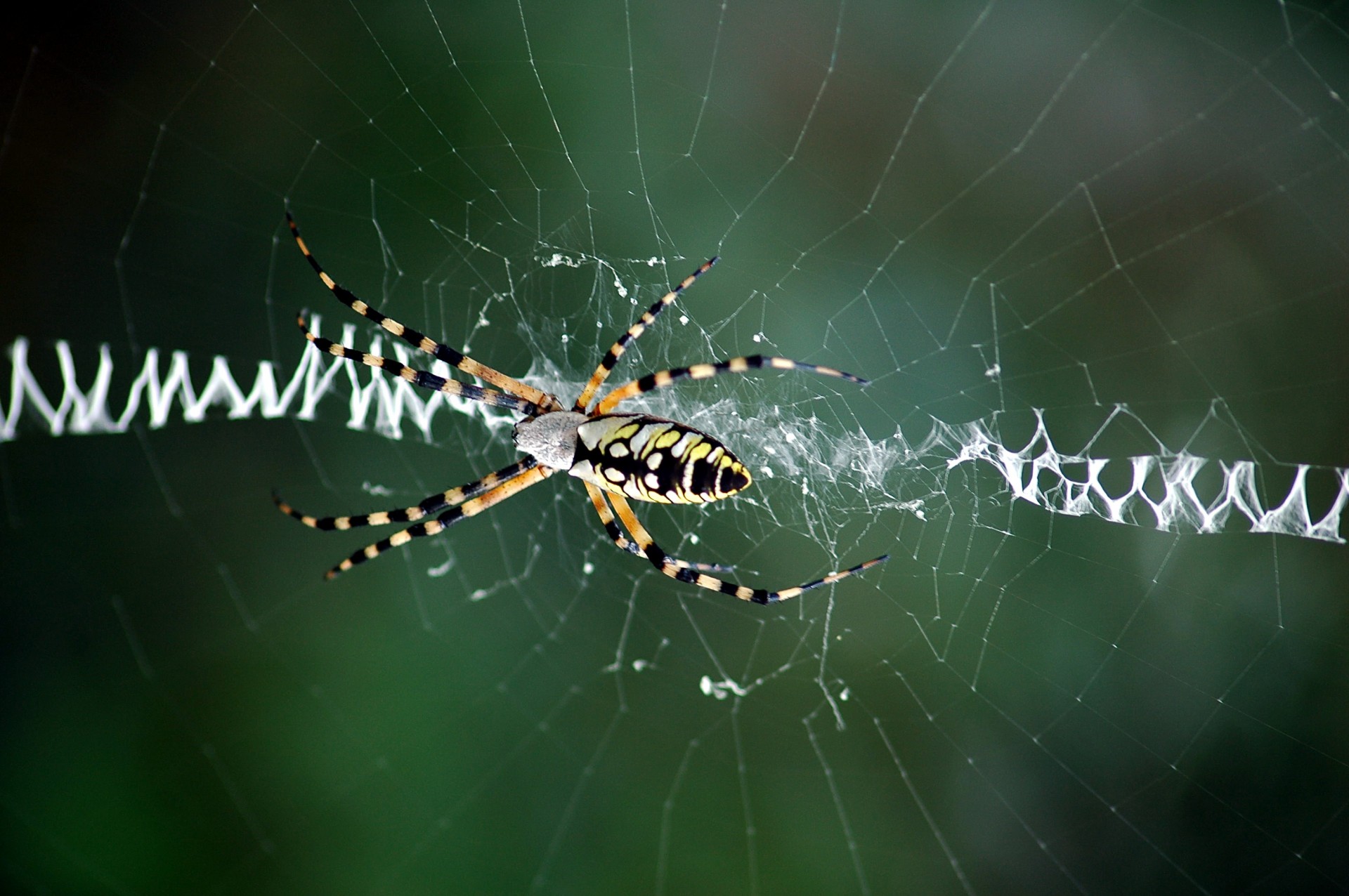 Yellow and black garden spider spinning it&#039;s web