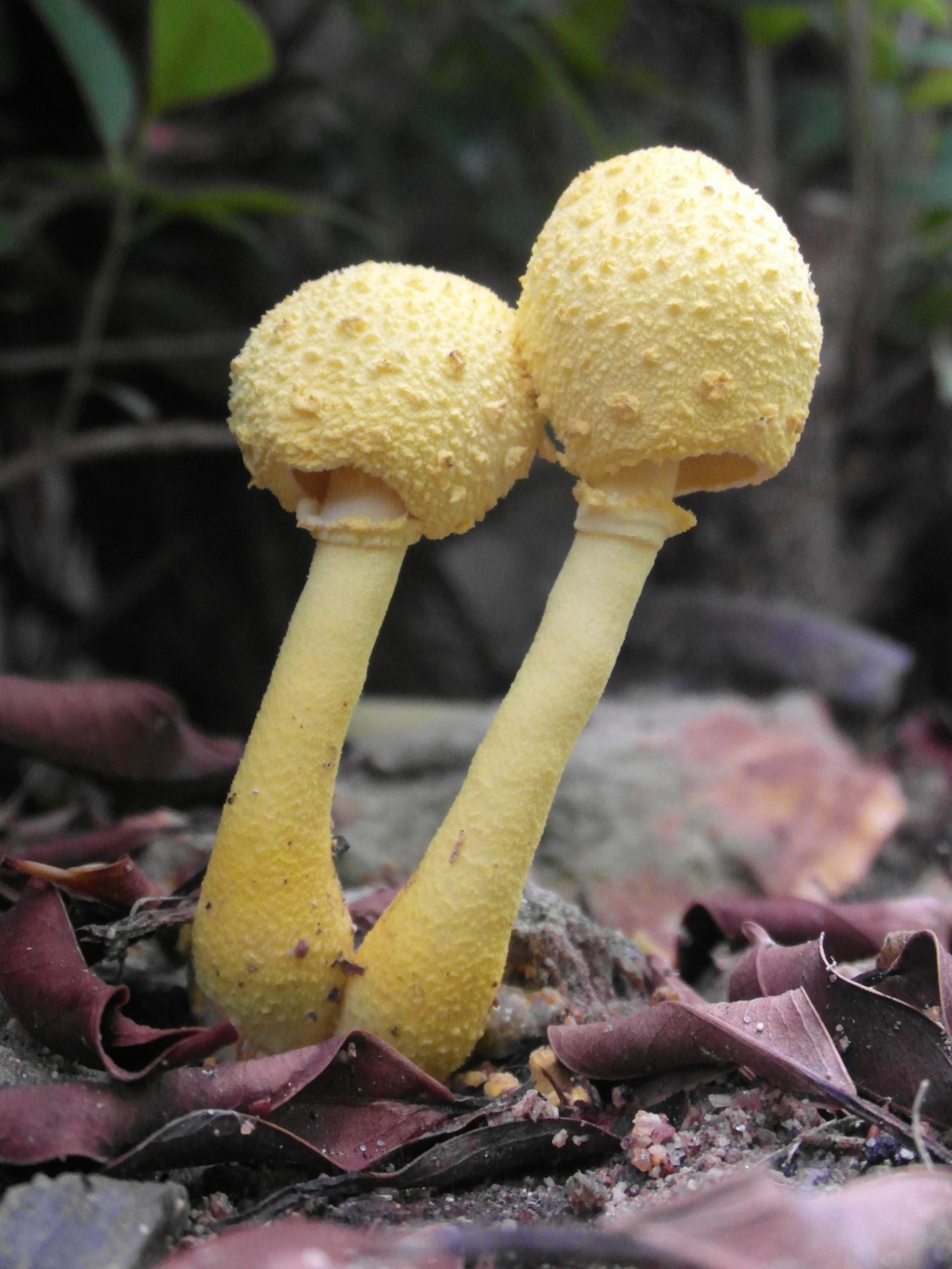 Yellow Forest Mushrooms