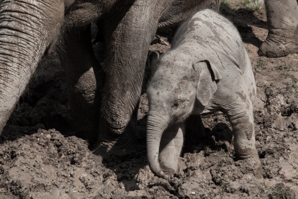 Bebe Elephant Dans La Boue Photo Stock Libre Public Domain Pictures