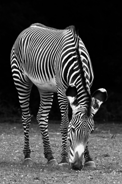 Cebra blanco y negro Stock de Foto gratis - Public Domain Pictures