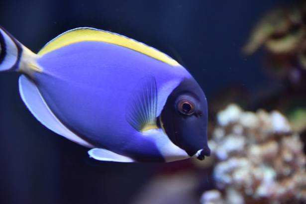 blue saltwater fish