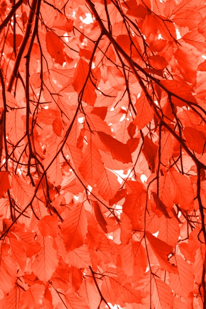 Foglie di faggio rosso Immagine gratis - Public Domain Pictures