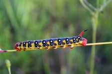 Caterpillar Color