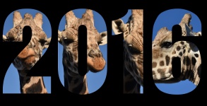 2016 Giraffe