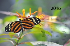 2016 Monarch Butterfly Calendar