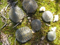 6 Turtles From Above