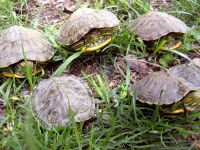6 Turtles From Ground Level