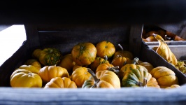 A Peek Inside Pumpkins