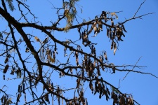 Acacia Tree With Pods