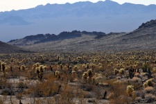Acres Of Yuccas