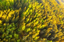 Aerial View Of Tree Tops