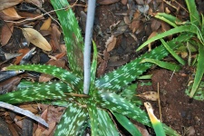 Aloe Vera With Flower Stem