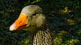 Anser Goose Headshot
