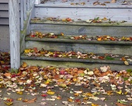 Autumn Leaves On Steps