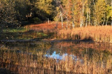 Autumn Marsh Waters