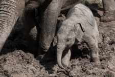 Baby Elephant In Mud
